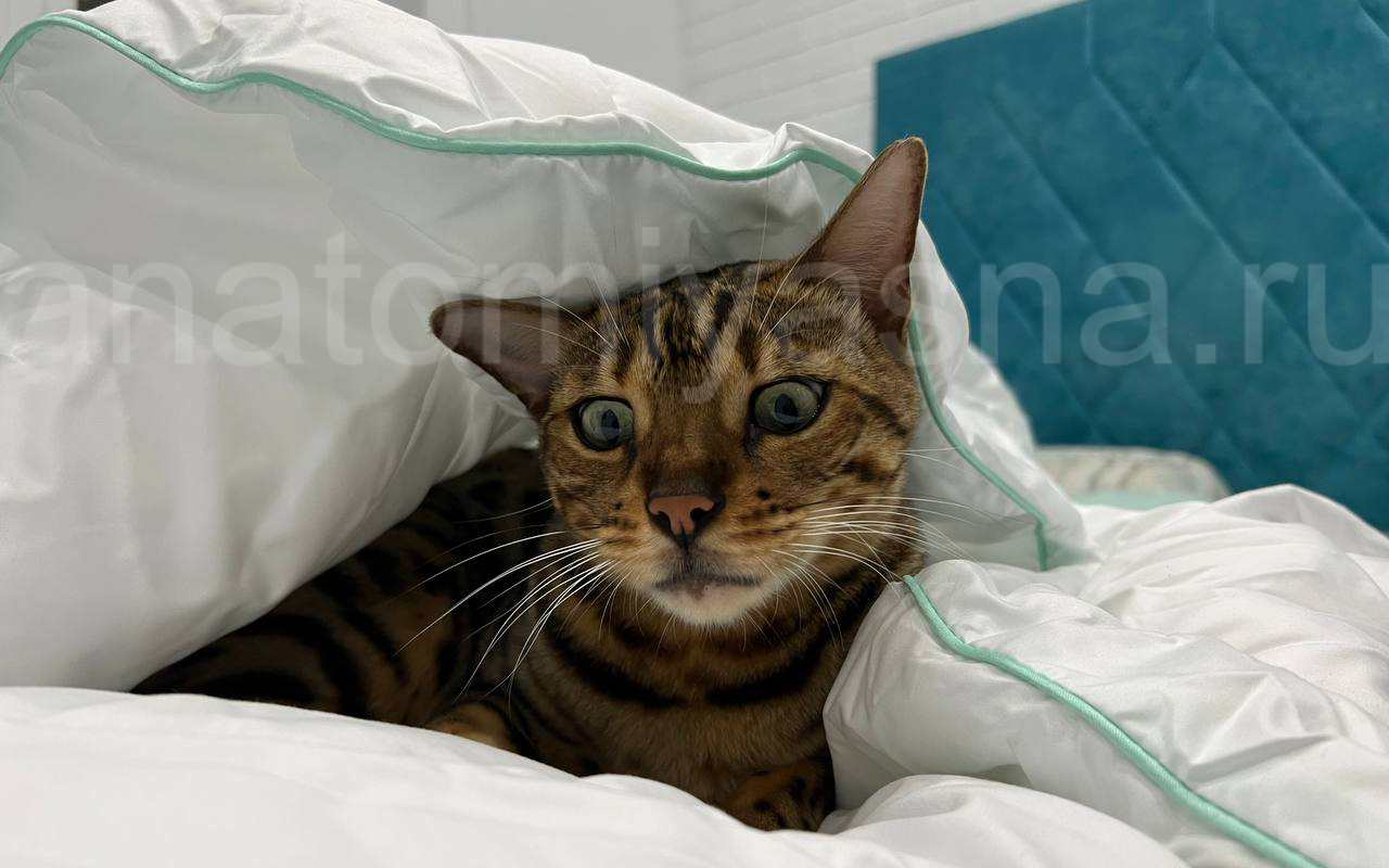 отзыв о Одеяло Sontery by Askona Green bamboo